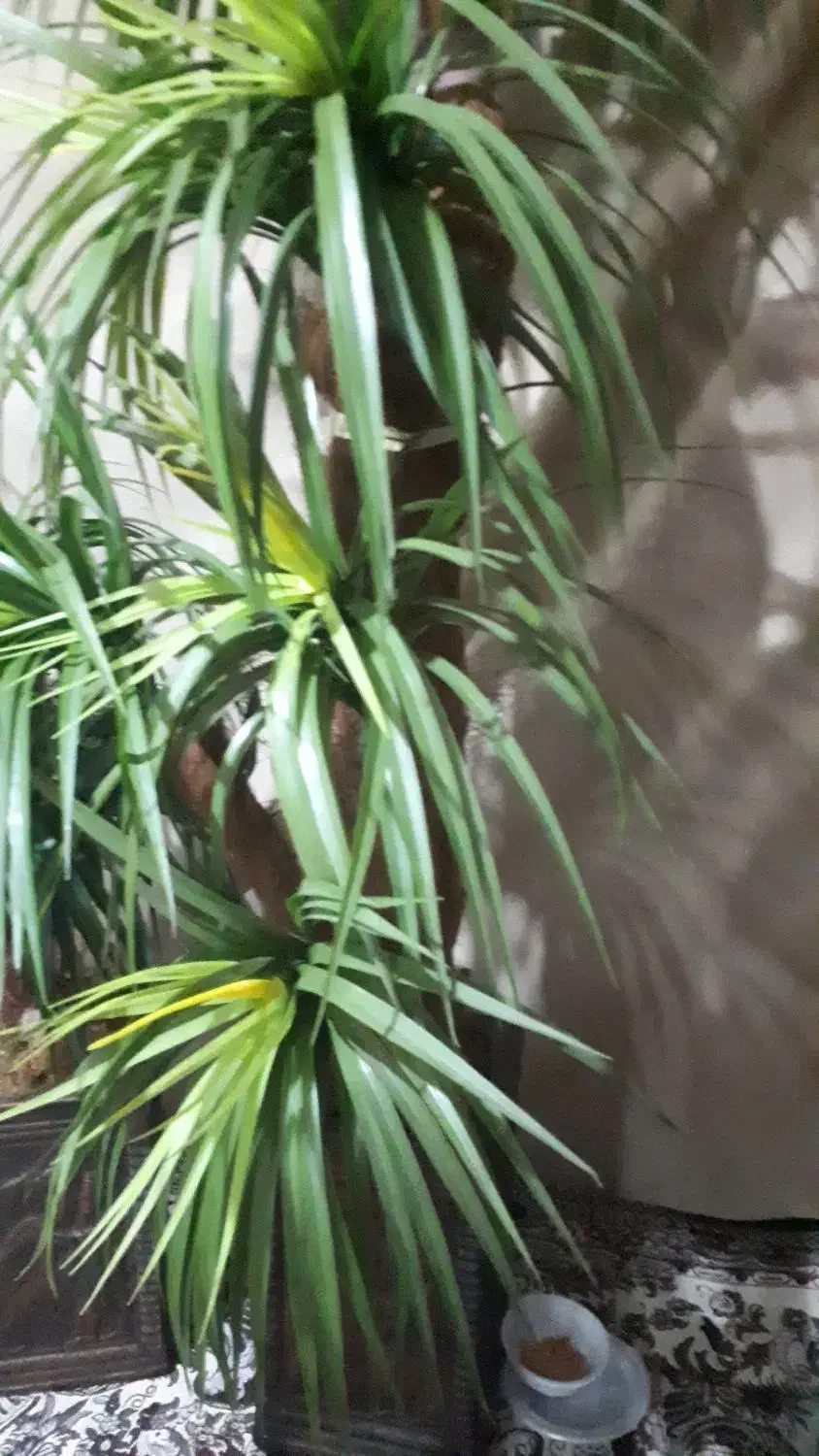 گل مصنوعی واسه دکور خانه، اتاق|گل مصنوعی|آستانه اشرفیه, |دیوار