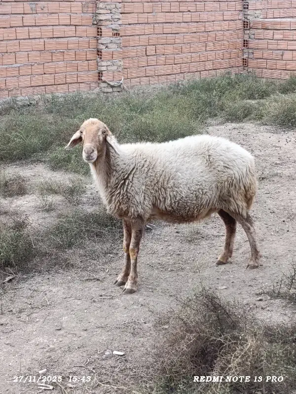 گوسفندآبستن‌دوقلوزا|حیوانات مزرعه|گرگان, |دیوار