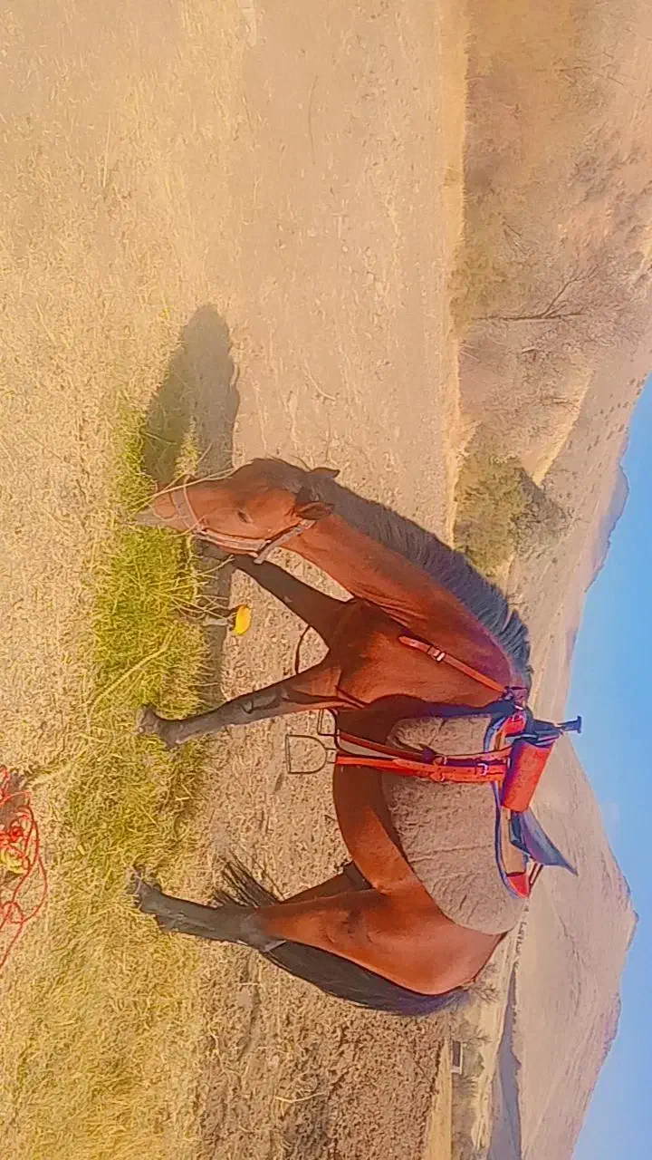 اسب ۶ساله|اسب و تجهیزات اسب‌سواری|بانه, |دیوار