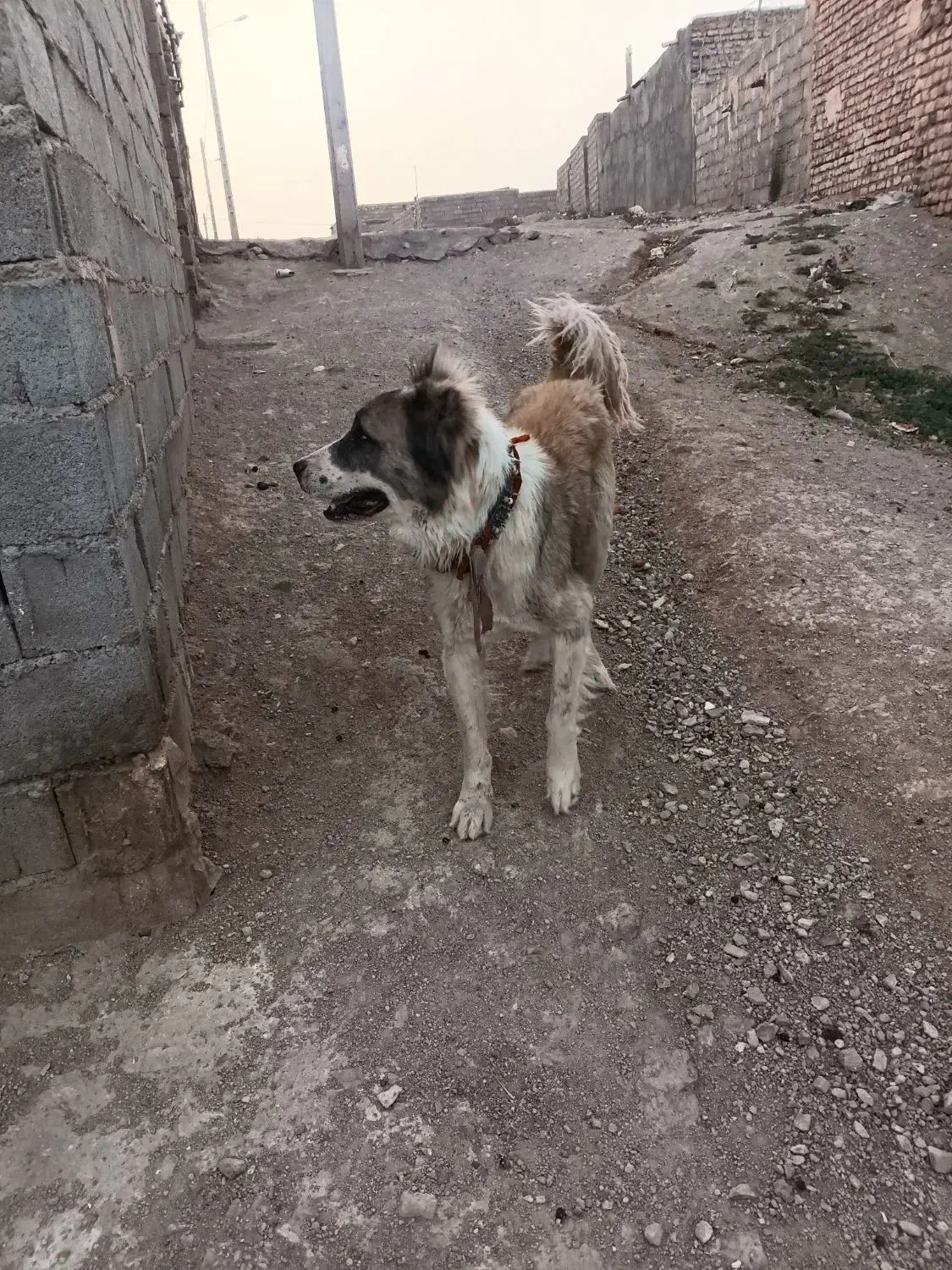 سگ گله|سگ|تایباد, |دیوار