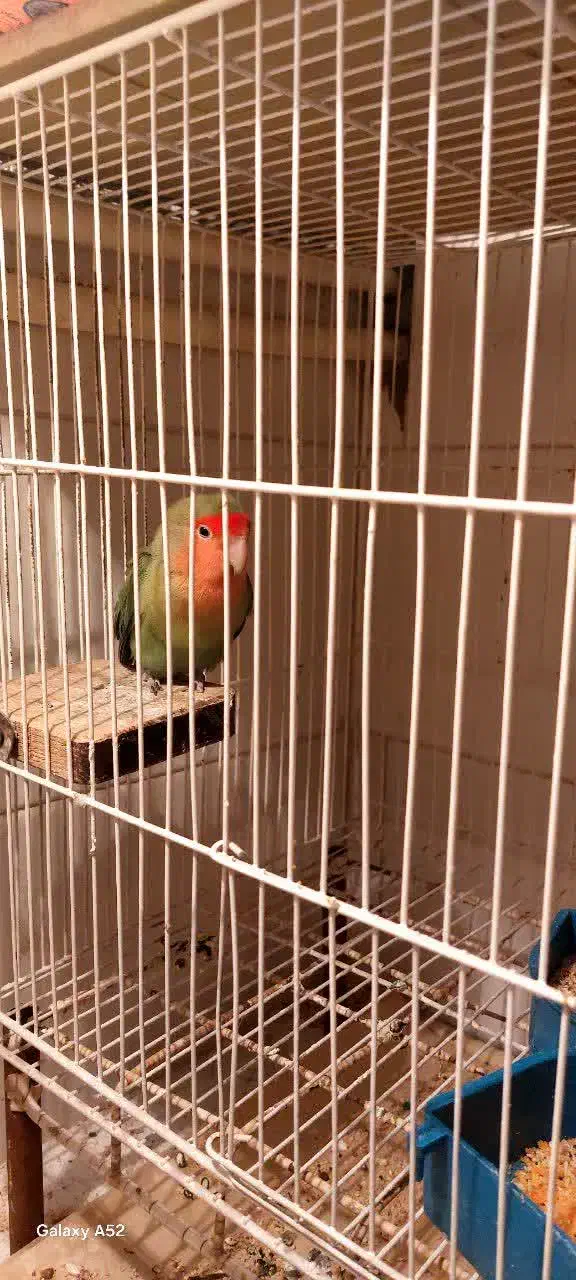 طوطی عروس هلندی|پرنده|قم, نیروگاه|دیوار