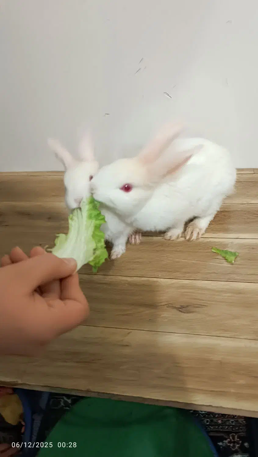 یه جفت خرگوش سفید نر و ماده اهلی خونگی|موش و خرگوش|نهاوند, |دیوار