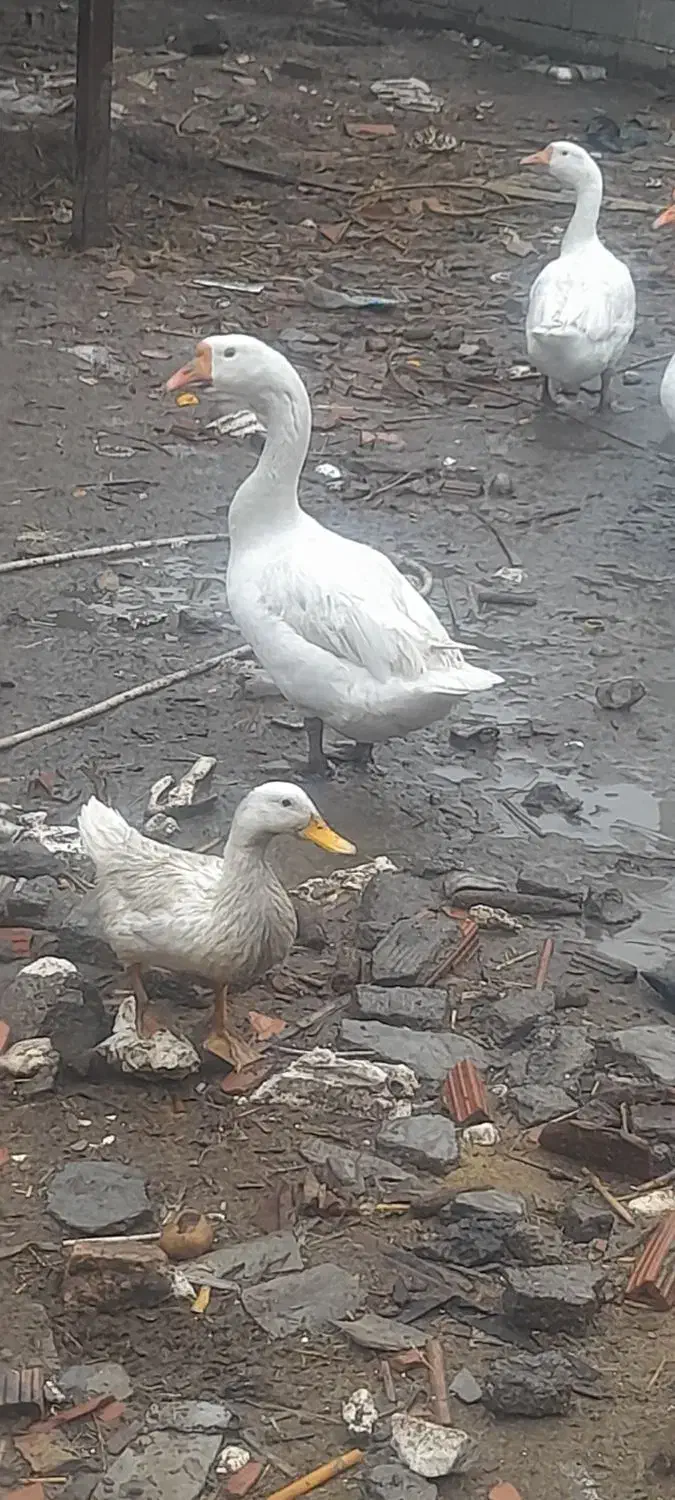 تخم غوغاز سفید|حیوانات مزرعه|علیآباد کتول, |دیوار