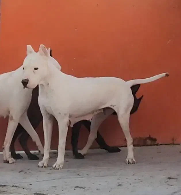 داگو|سگ|بومهن, |دیوار