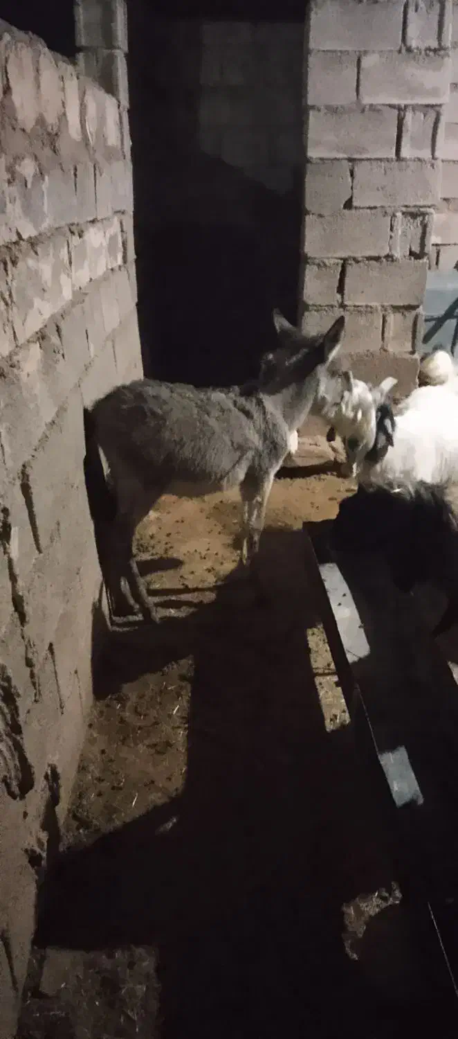 کره خر ماده گله اصل|حیوانات مزرعه|مسجد سلیمان, |دیوار