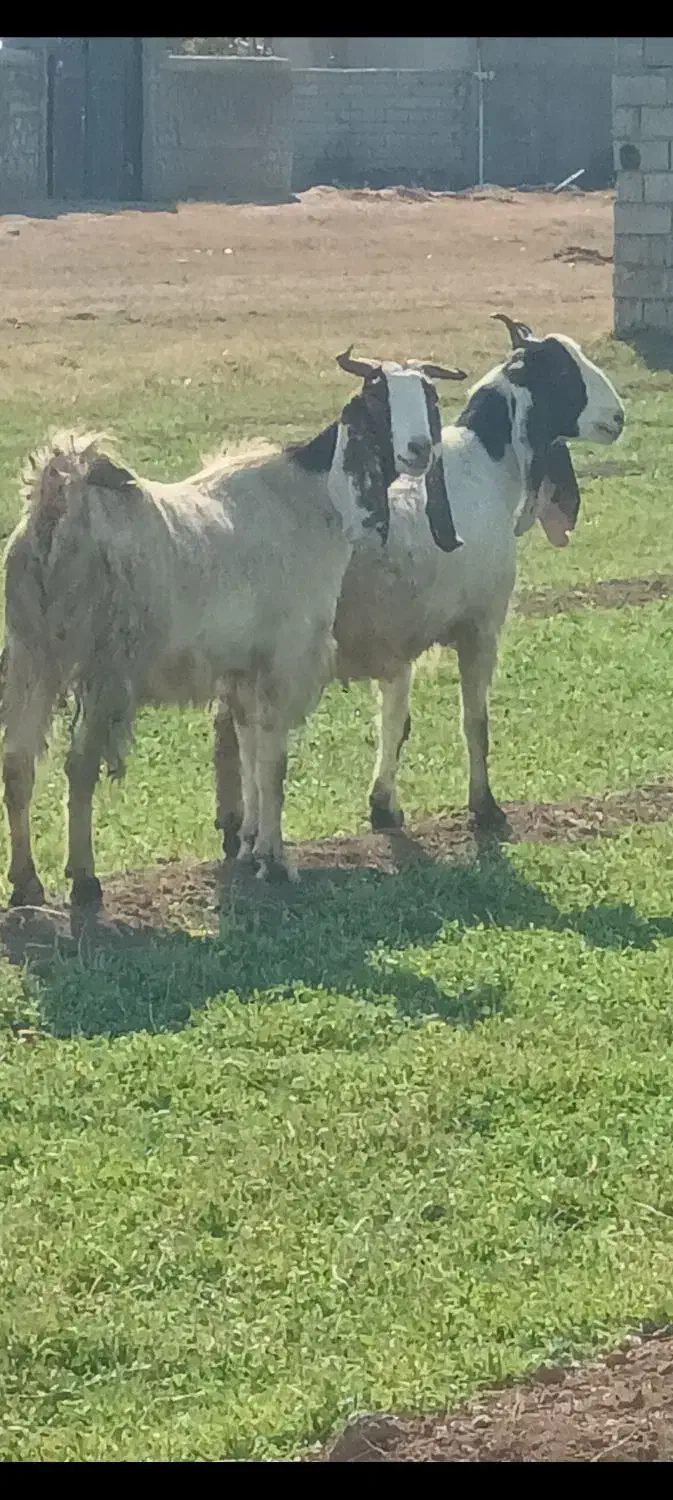 دو عدد بز جوان آبستن نژاد پاکستان|حیوانات مزرعه|خواجه, |دیوار