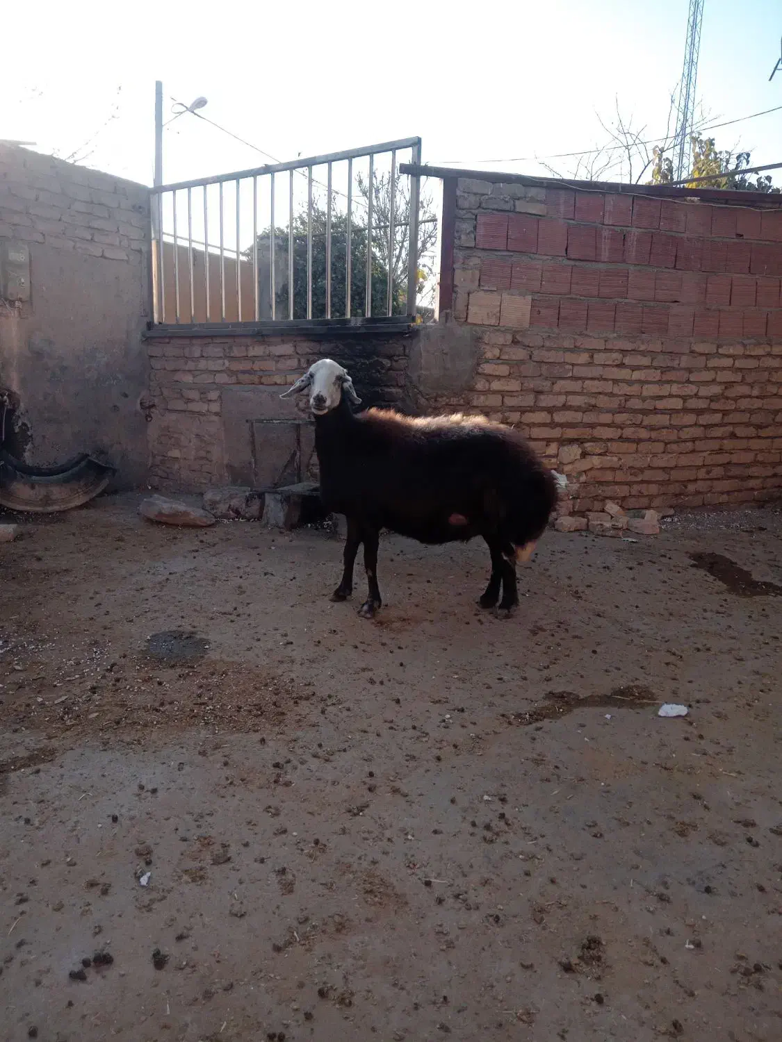 میش /گوسفند/ قوچ خورده/اصل بروجردی|حیوانات مزرعه|بجنورد, |دیوار