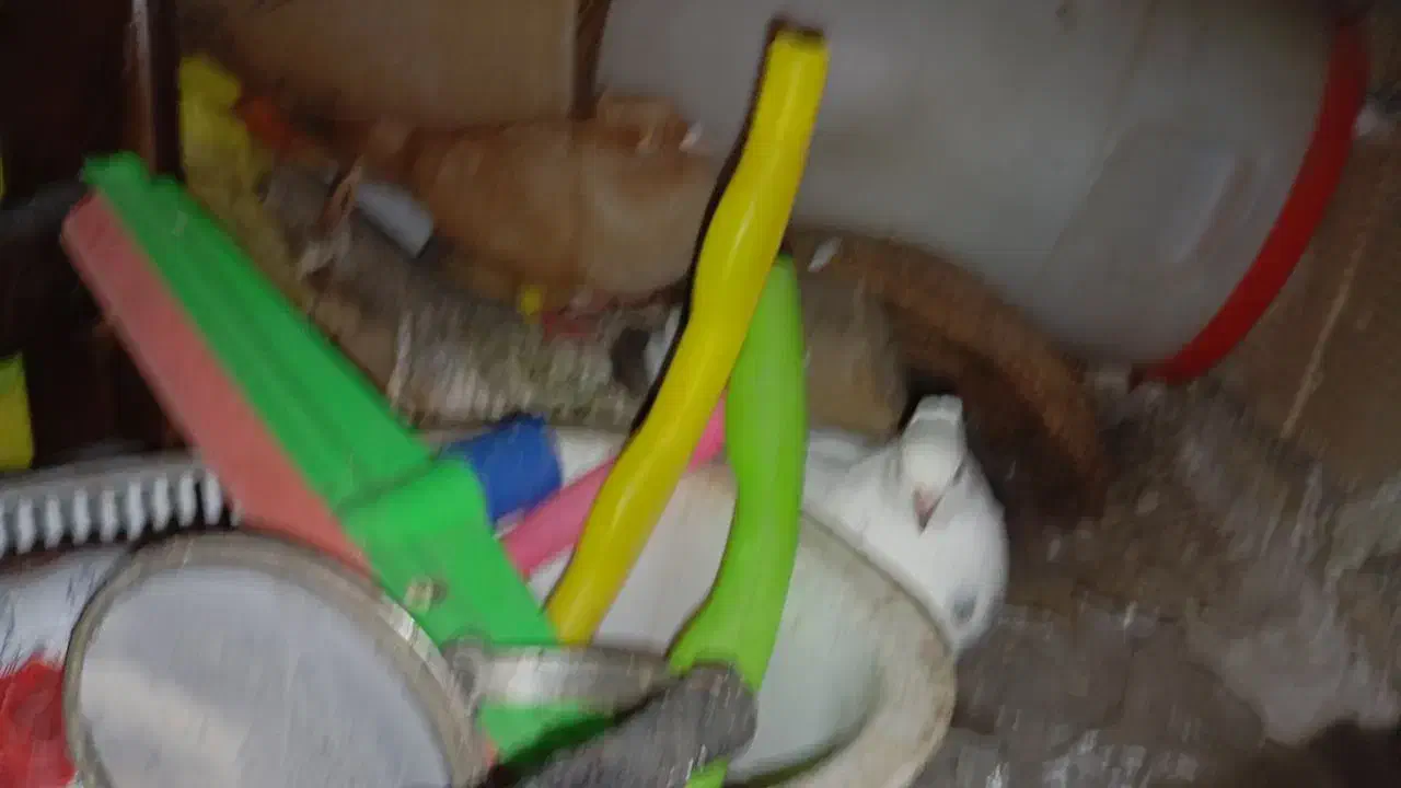 کبوتر|خزنده|اندیمشک, |دیوار