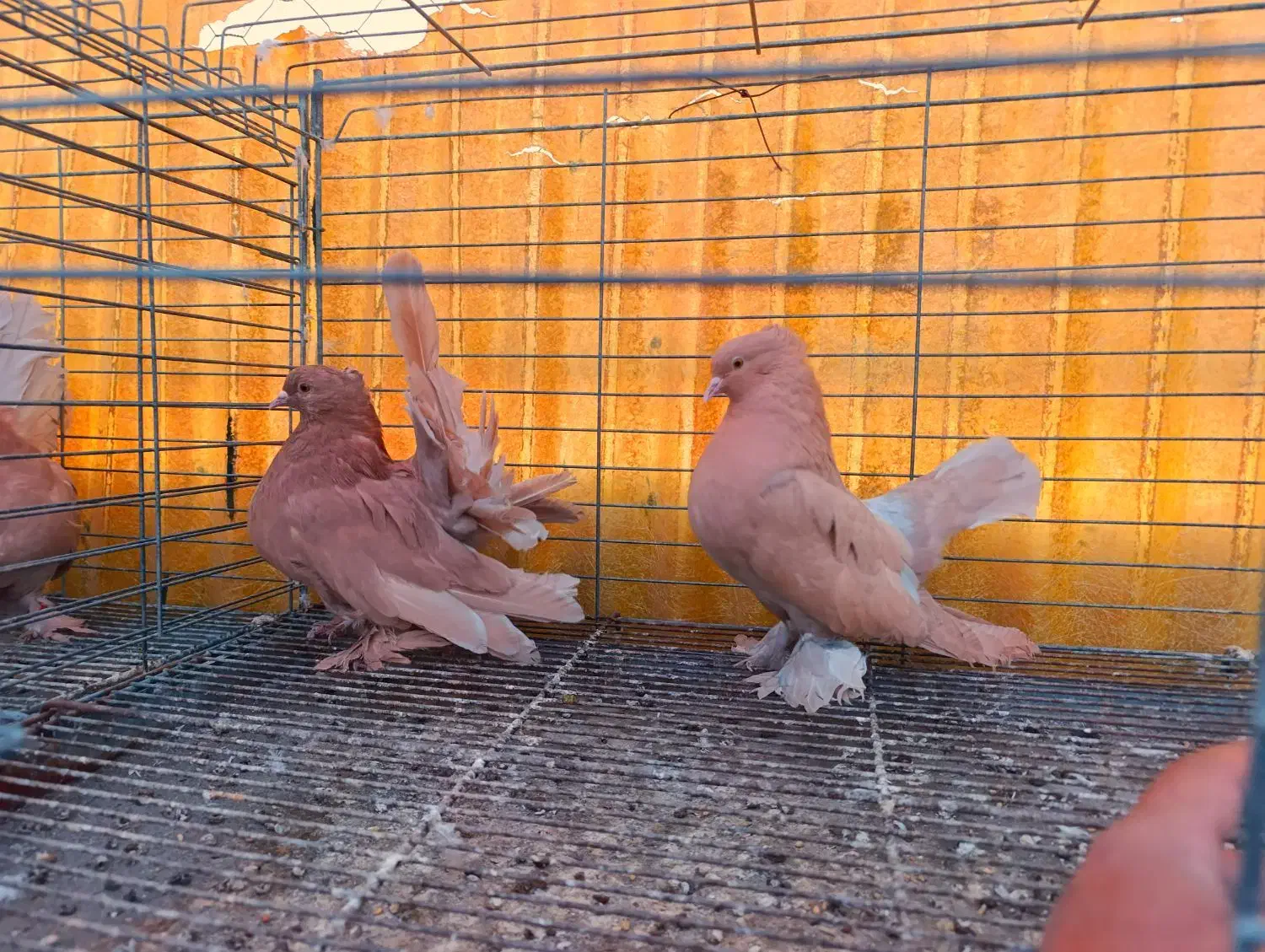 دم چتری آمریکایی|پرنده|ابریشم, |دیوار