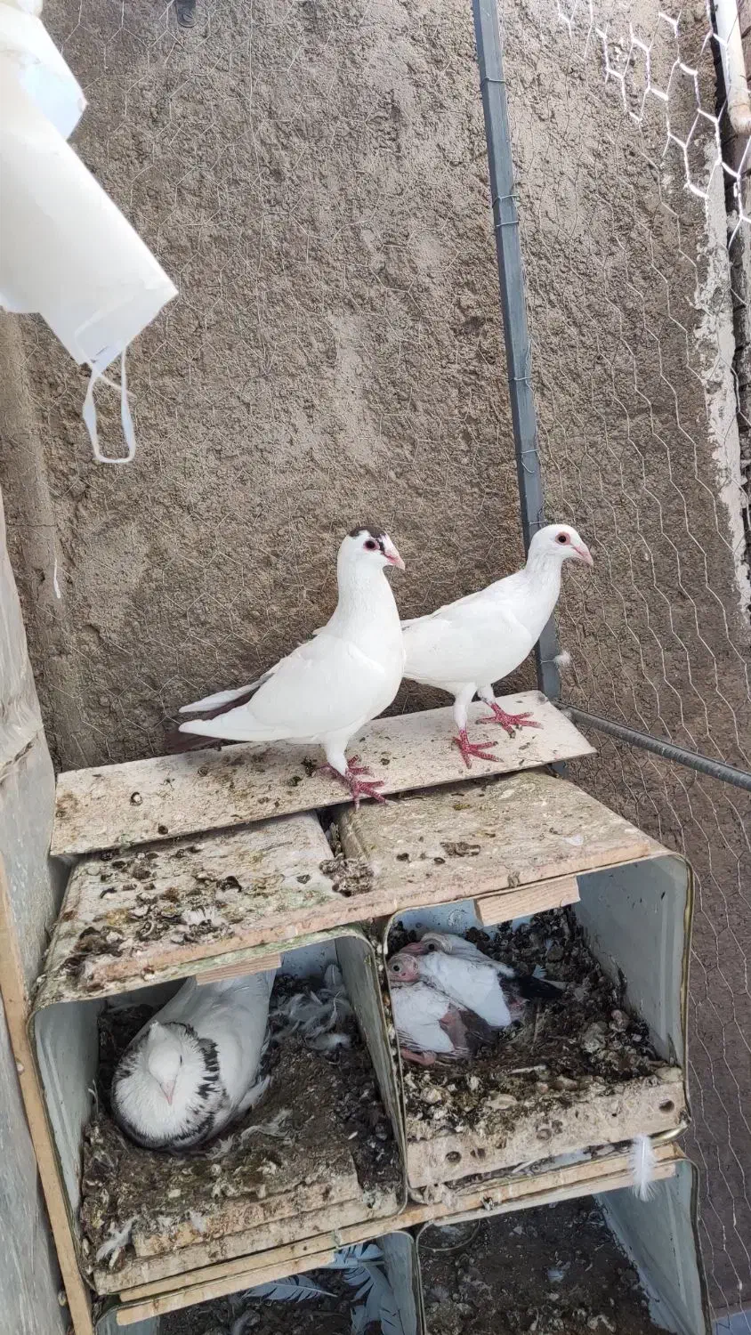 جفت دمدار|پرنده|راور, |دیوار