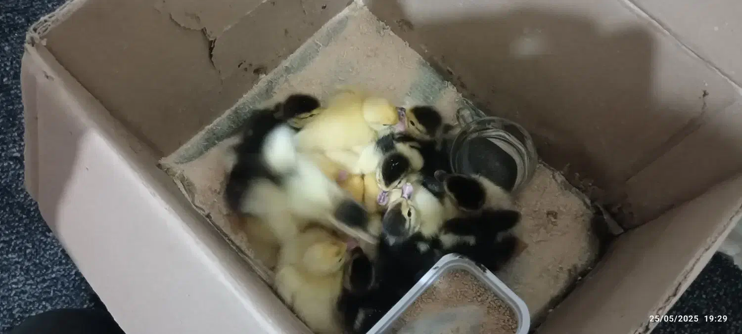 جوجه اردک روسی|حیوانات مزرعه|زرگرشهر, |دیوار