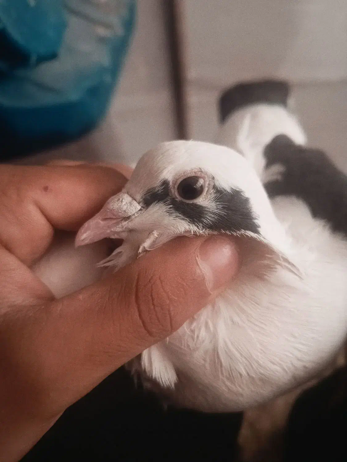 کفتر|پرنده|سرداران, |دیوار