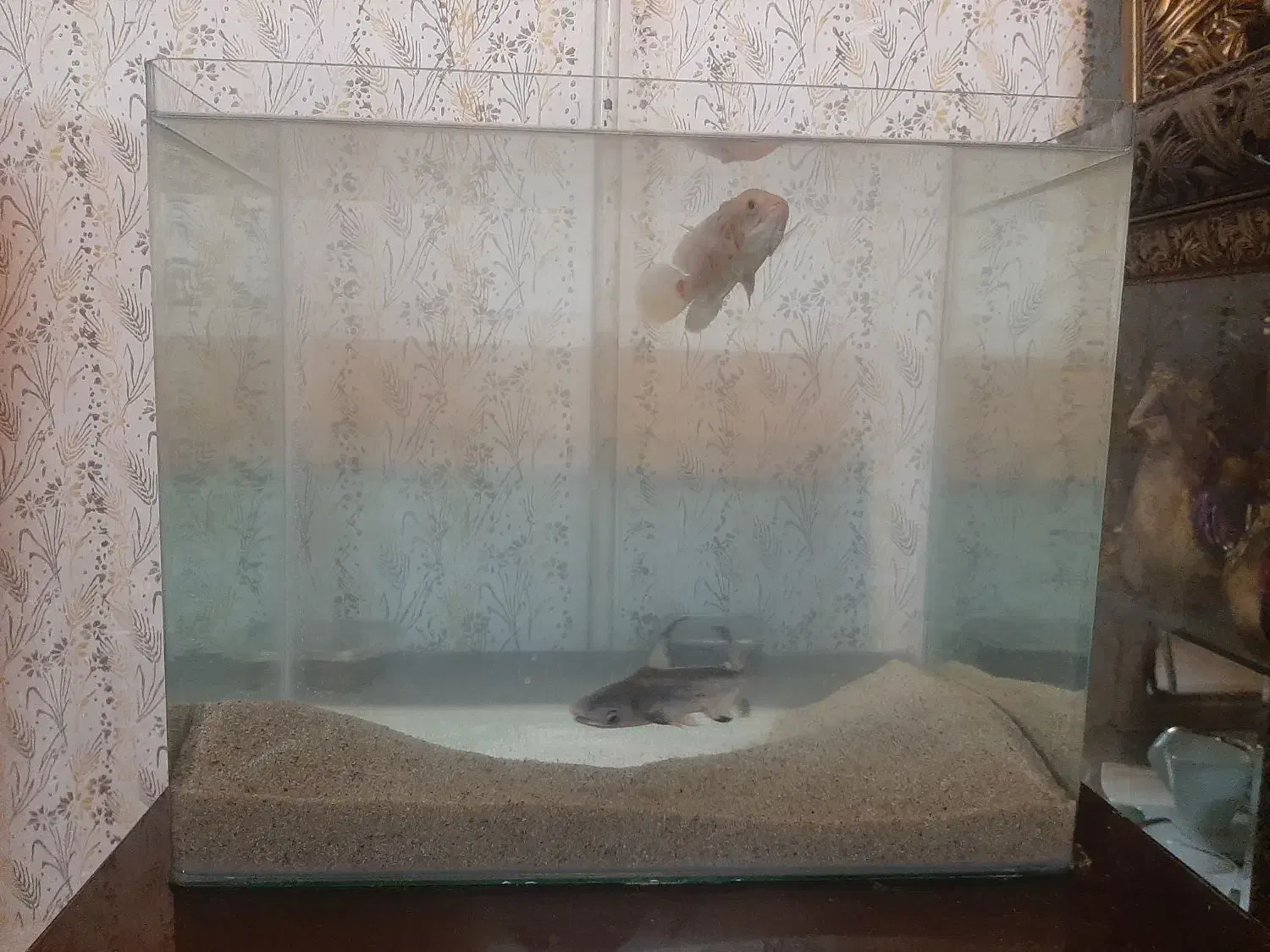 ماهی|ماهی|کرج, دانشگاه خوارزمی|دیوار