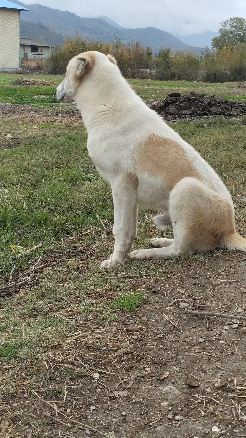 فروش سگ|سگ|کردکوی, |دیوار