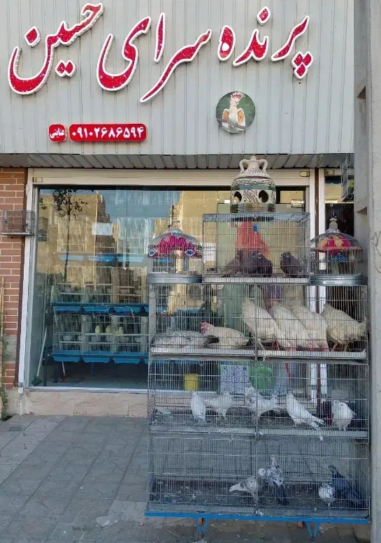 طوطی کبوتر و مرغ و خروس قربانی|پرنده|کرج, شهرک رضوانیه|دیوار