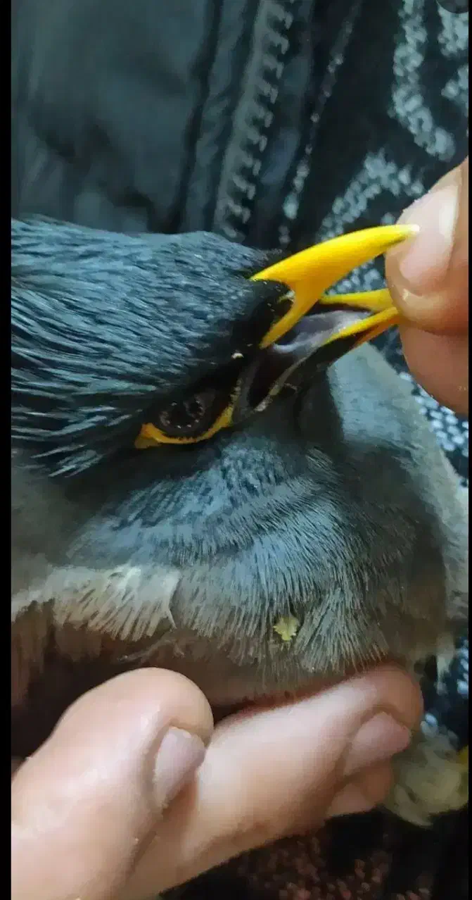 جفت مرغ مینا|حیوانات|یزد, |دیوار