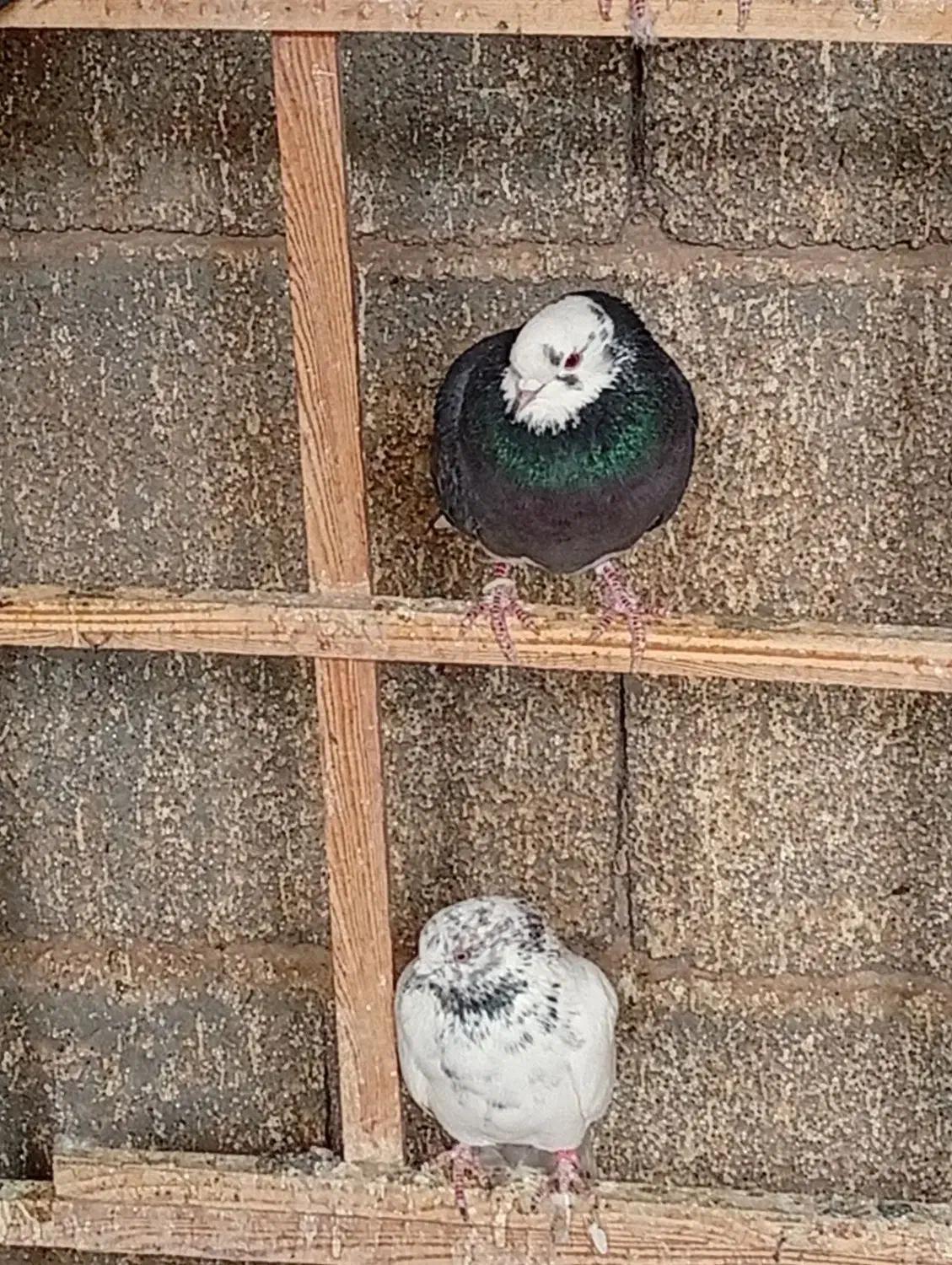 کبوتر|پرنده|گلستان (کرمان), |دیوار