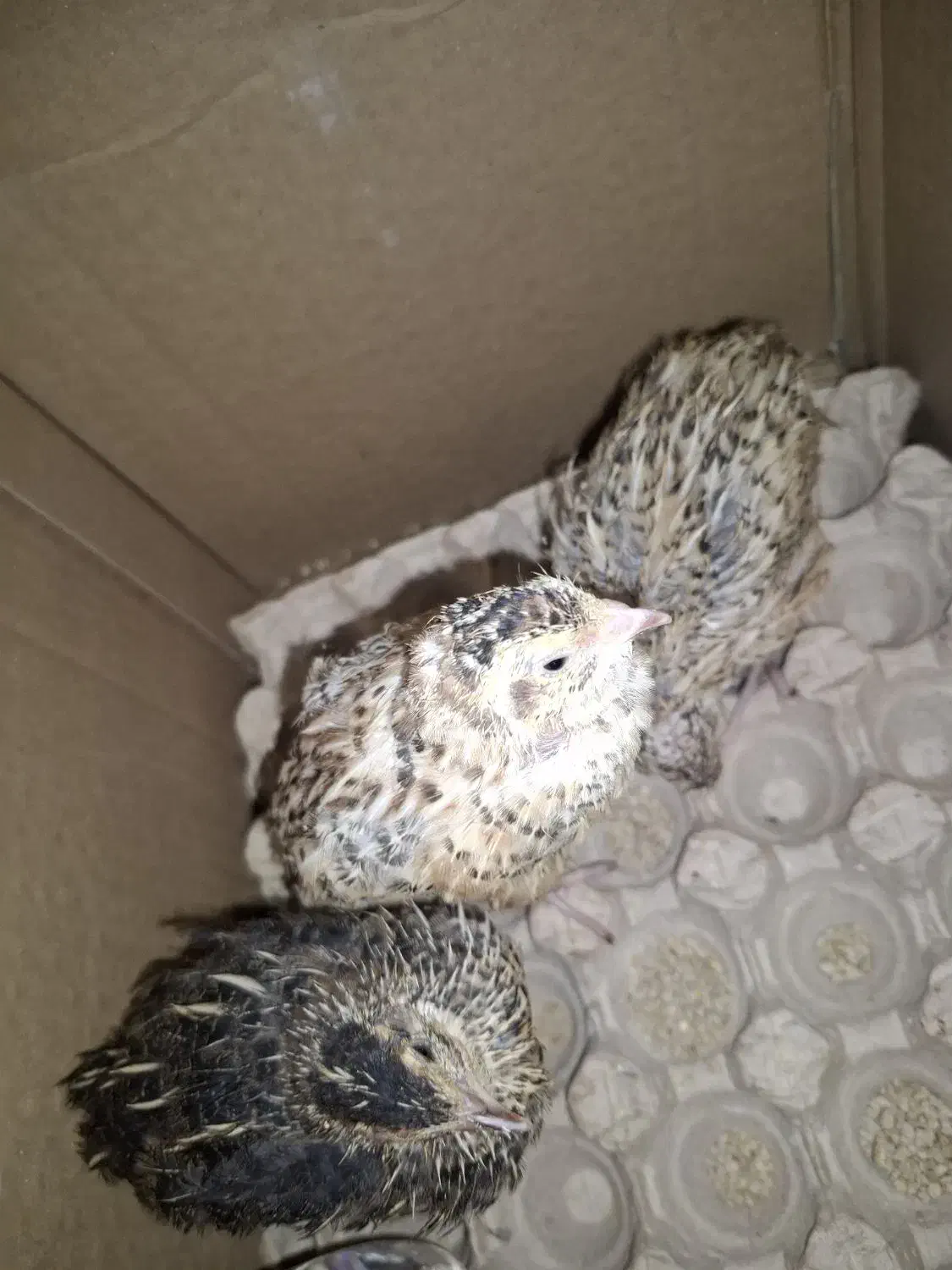 بلدرچین|حیوانات مزرعه|مشهد, حسابی جنوبی (شهرک غرب)|دیوار