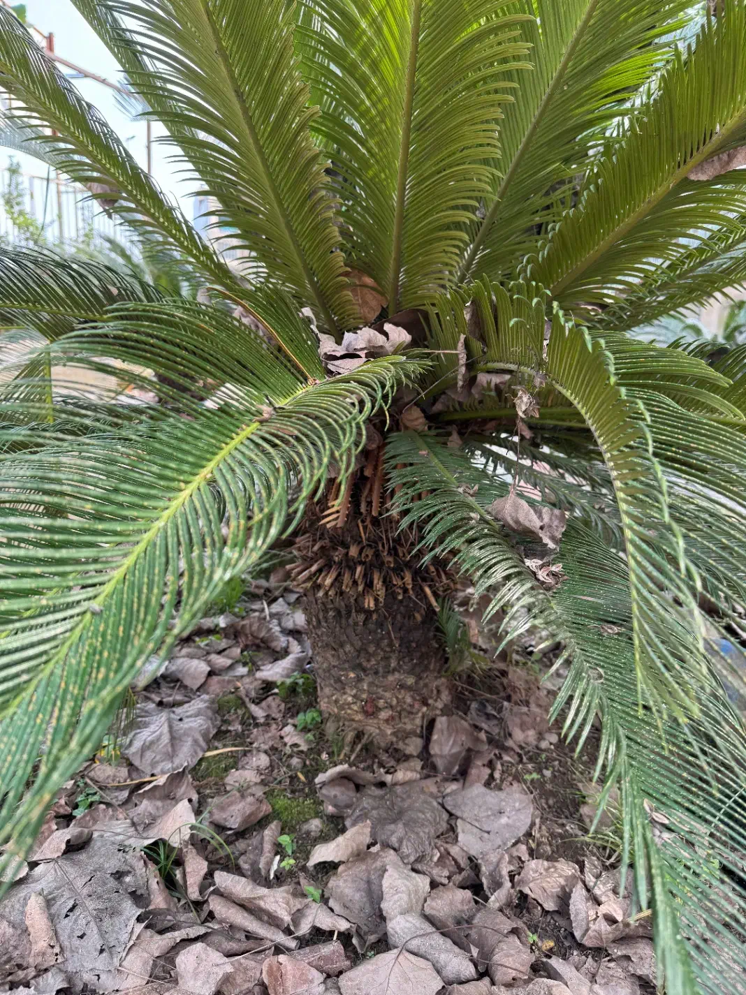 سیکاس ۱۴ساله|گل و گیاه طبیعی|لاهیجان, کوی خزر|دیوار