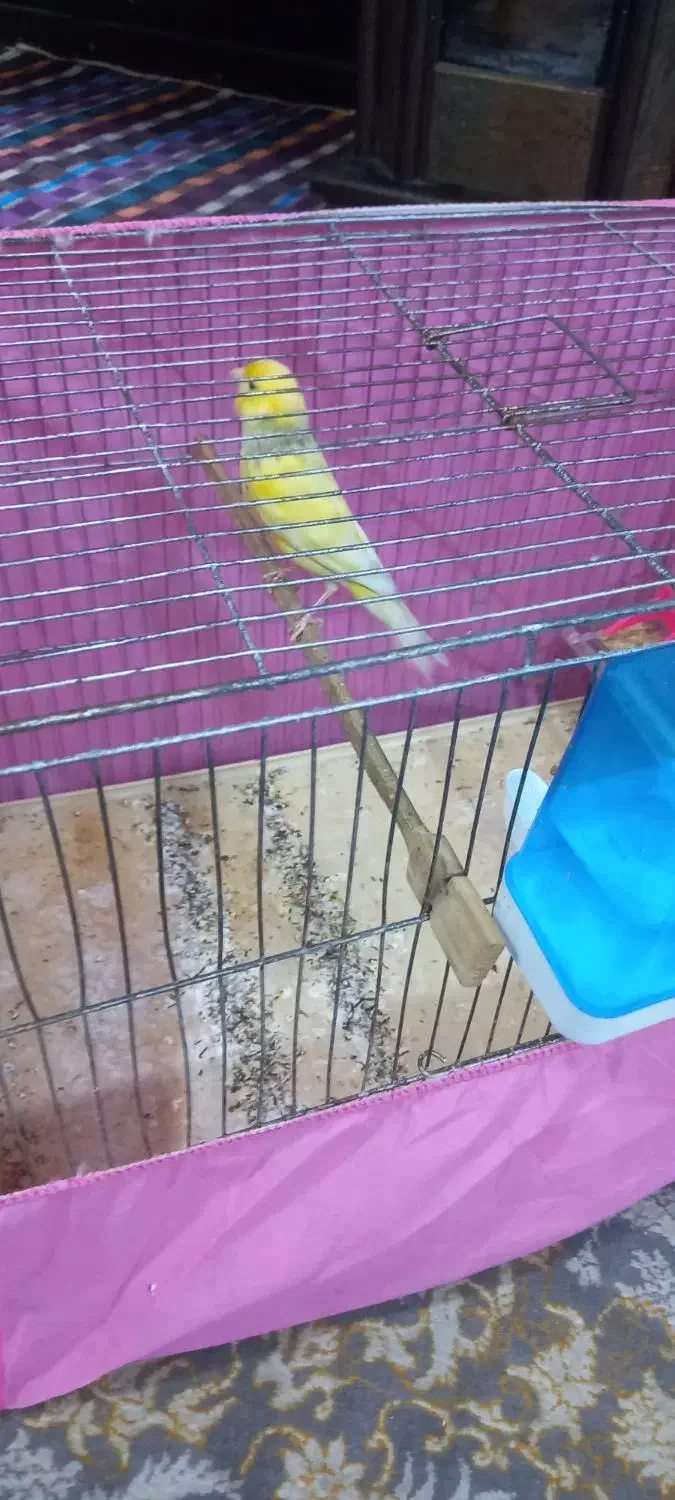 قناری|پرنده|ری, حمزهآباد|دیوار