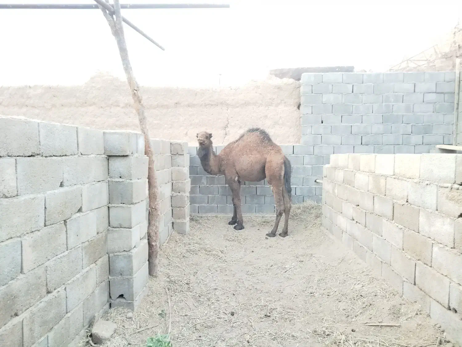 شتر حق سه ساله|حیوانات مزرعه|بافق, |دیوار