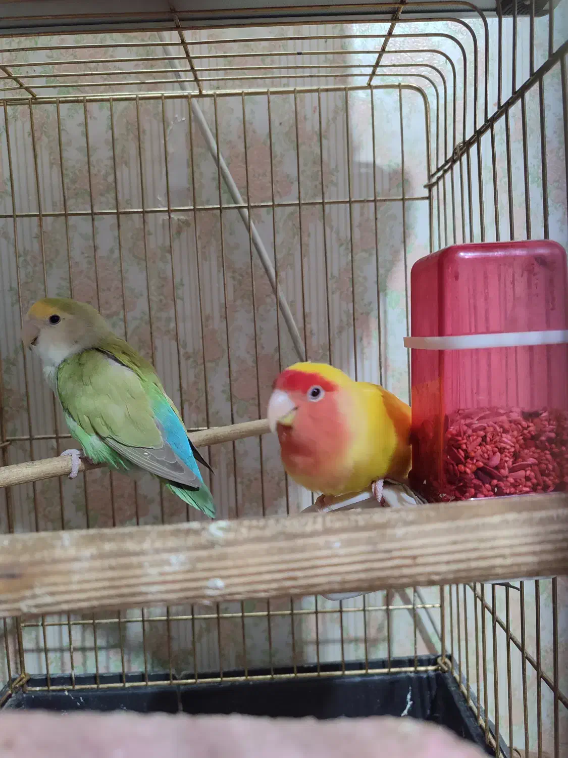 طوطی برزیلی|پرنده|شهریار, شهریار|دیوار