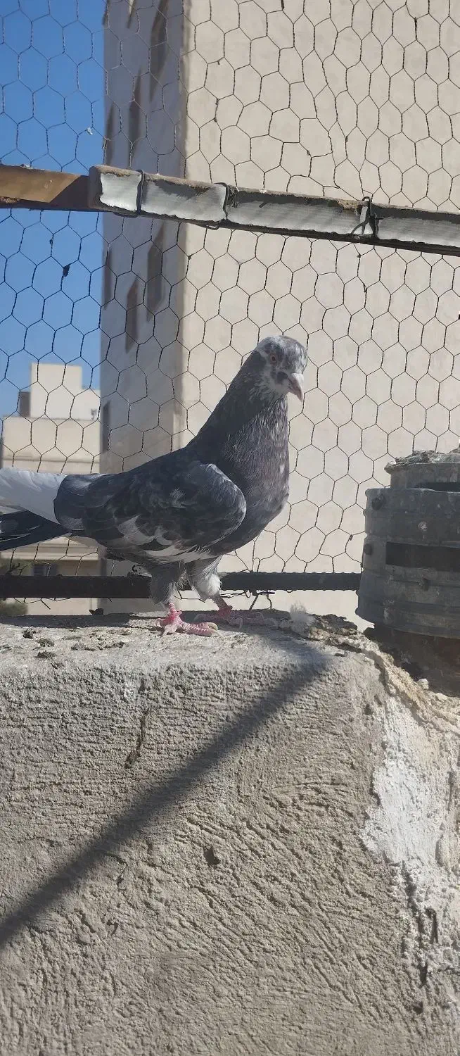 پرشی|پرنده|سمنان, |دیوار