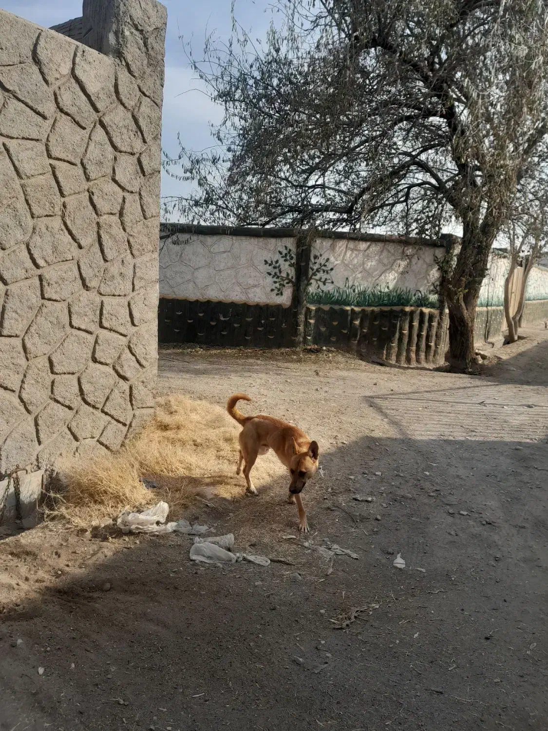 مالینیویز رایگان|سگ|تبریز, |دیوار