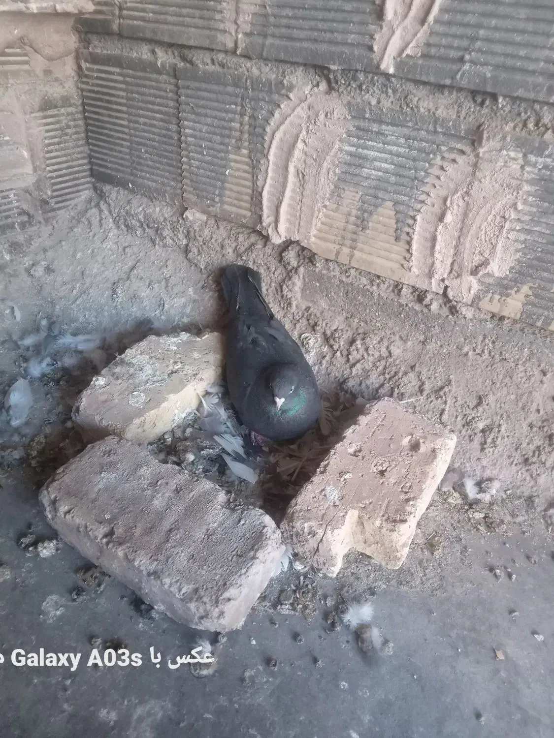 سیاه ماده|پرنده|مبارکه, |دیوار