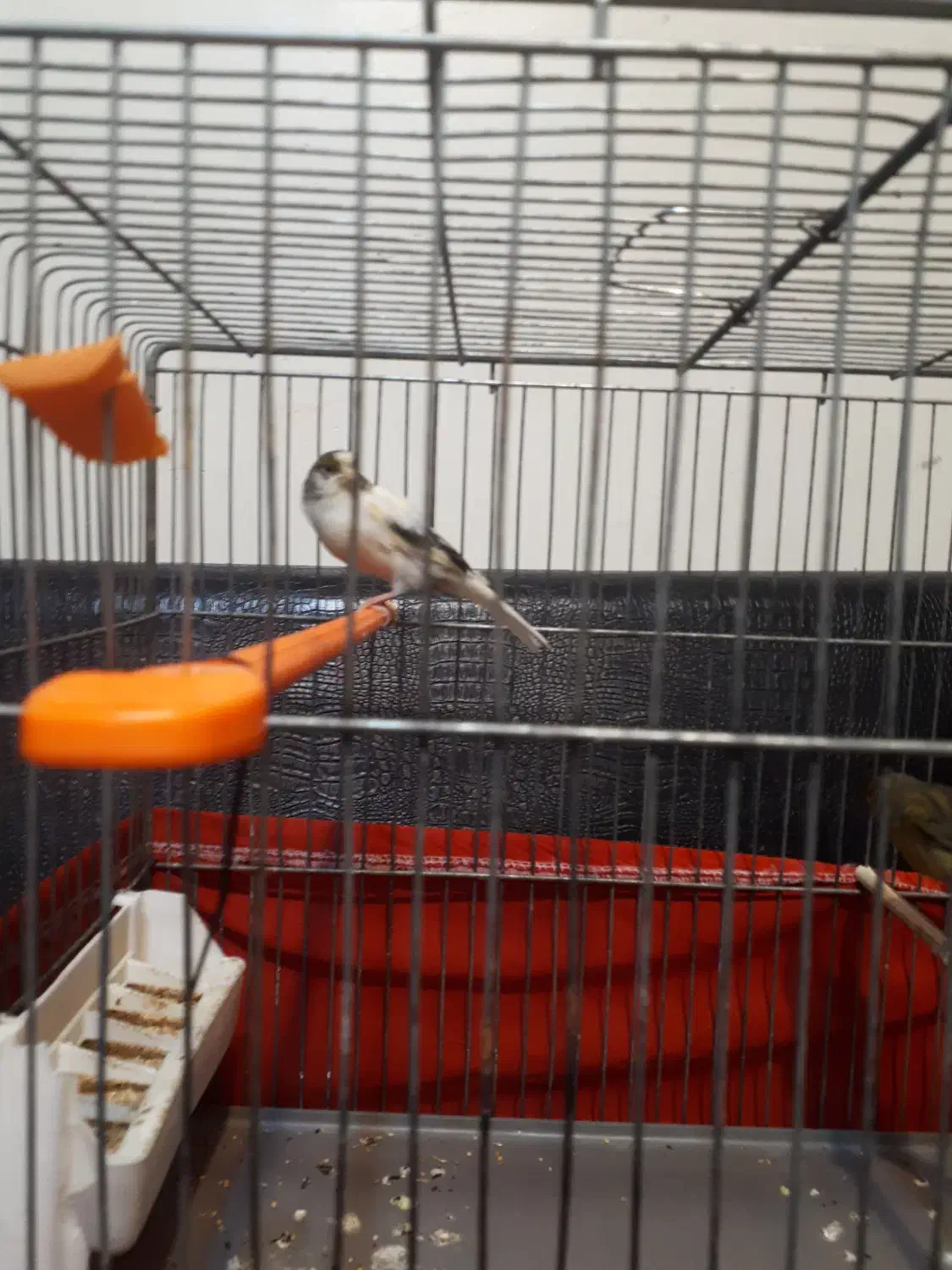 یک جفت قناری  آماده|پرنده|تهران, سازمان برنامه جنوبی|دیوار