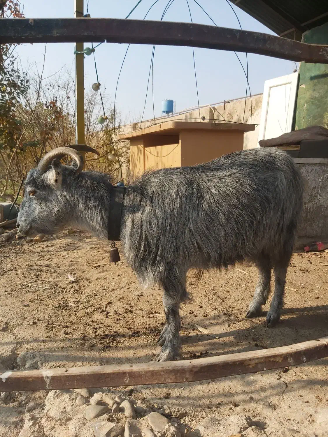 بز ماده|حیوانات مزرعه|شریفآباد, |دیوار