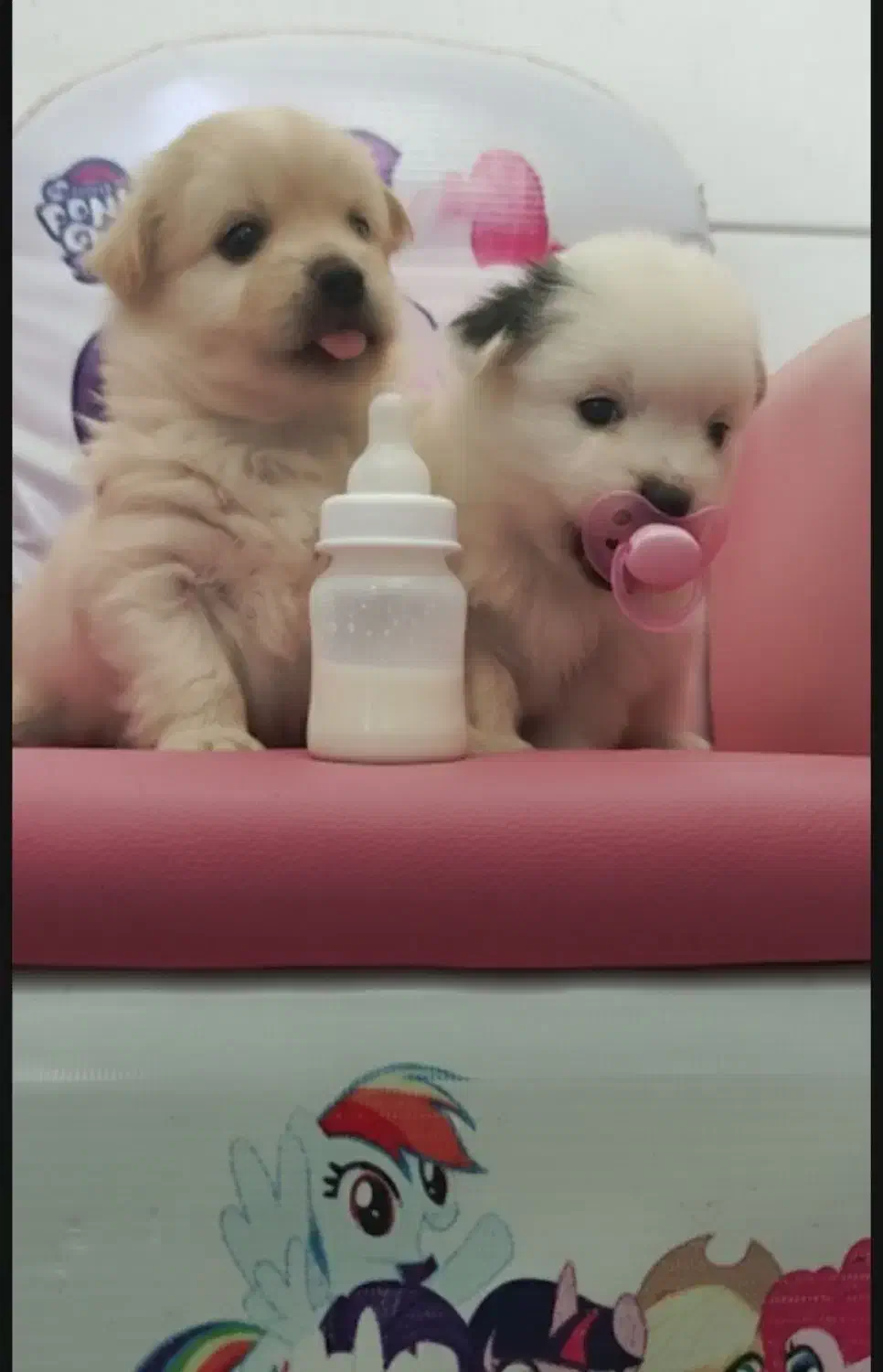 سگ عروسکی|سگ|شیراز, سینما سعدی|دیوار