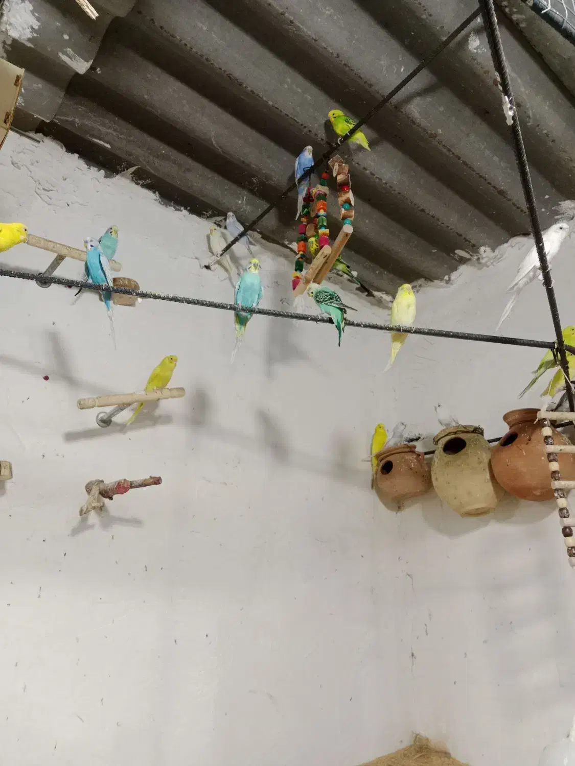 مرغ عشق|پرنده|چابهار, |دیوار