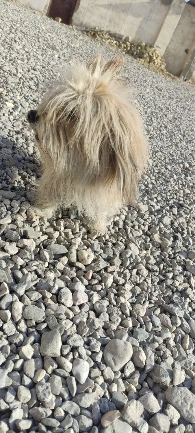 واگذاری سگ|سگ|چناران, |دیوار