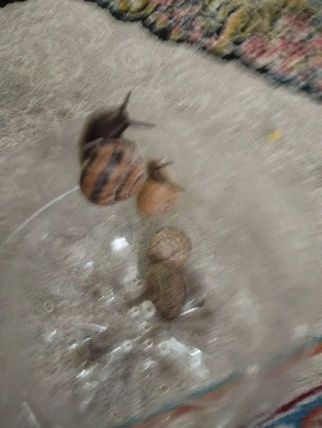 حلزون|خزنده|بیرجند, |دیوار