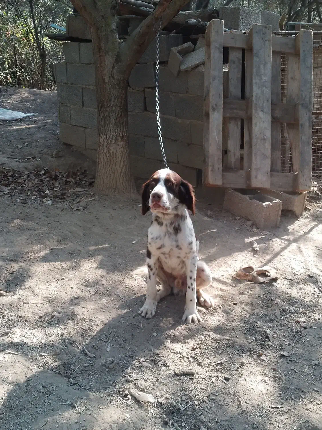 نر ۷ ماهه شکاری اصیل|سگ|رودبار, |دیوار