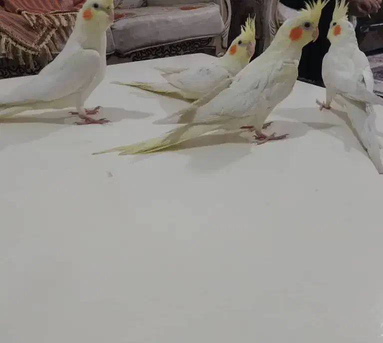 عروس هلندی لوتیتو چشم شرابی|پرنده|شهریار, شهرک بهاران (ویره)|دیوار