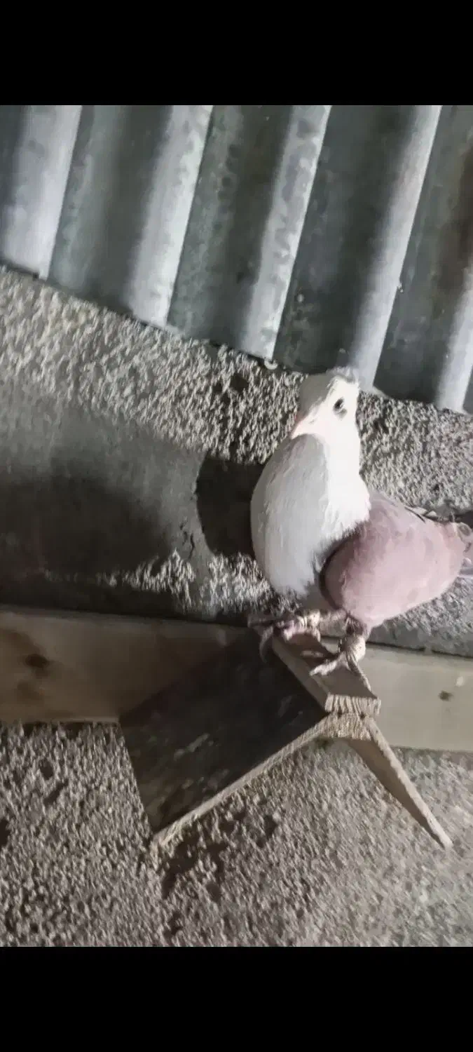 کبوتر کلاغ سرخ|پرنده|مشهد, موعود|دیوار