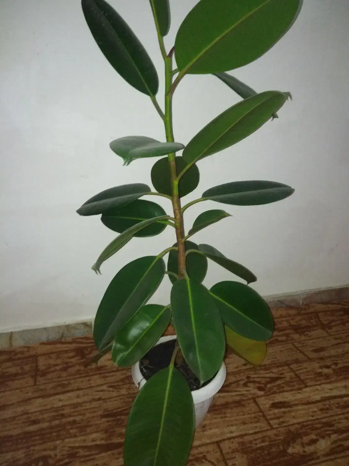 گل فیلتوس|گل و گیاه طبیعی|نیشابور, شهید بهشتی|دیوار