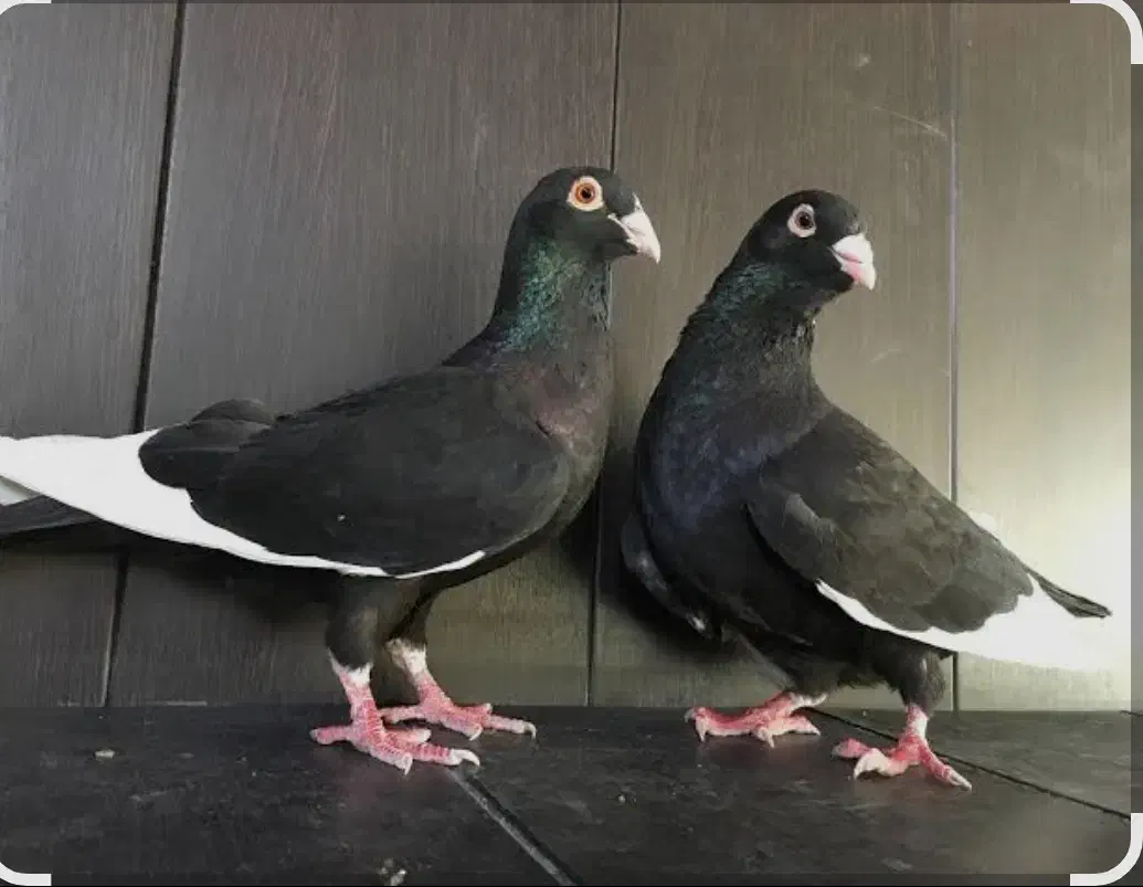 کبوتر قره سهوری نر ماده|پرنده|بلداجی, |دیوار