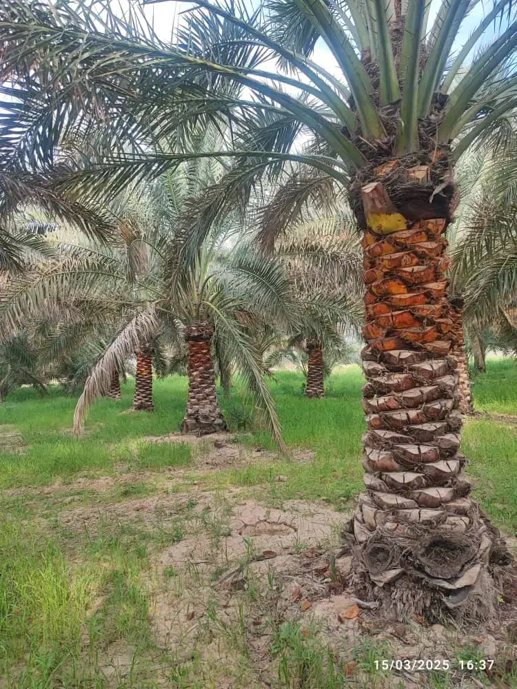 فروش و تحویل انواع درخت نخل خوزستان در استان گیلان|خدمات باغبانی و درختکاری|لاهیجان, شیشه گران|دیوار