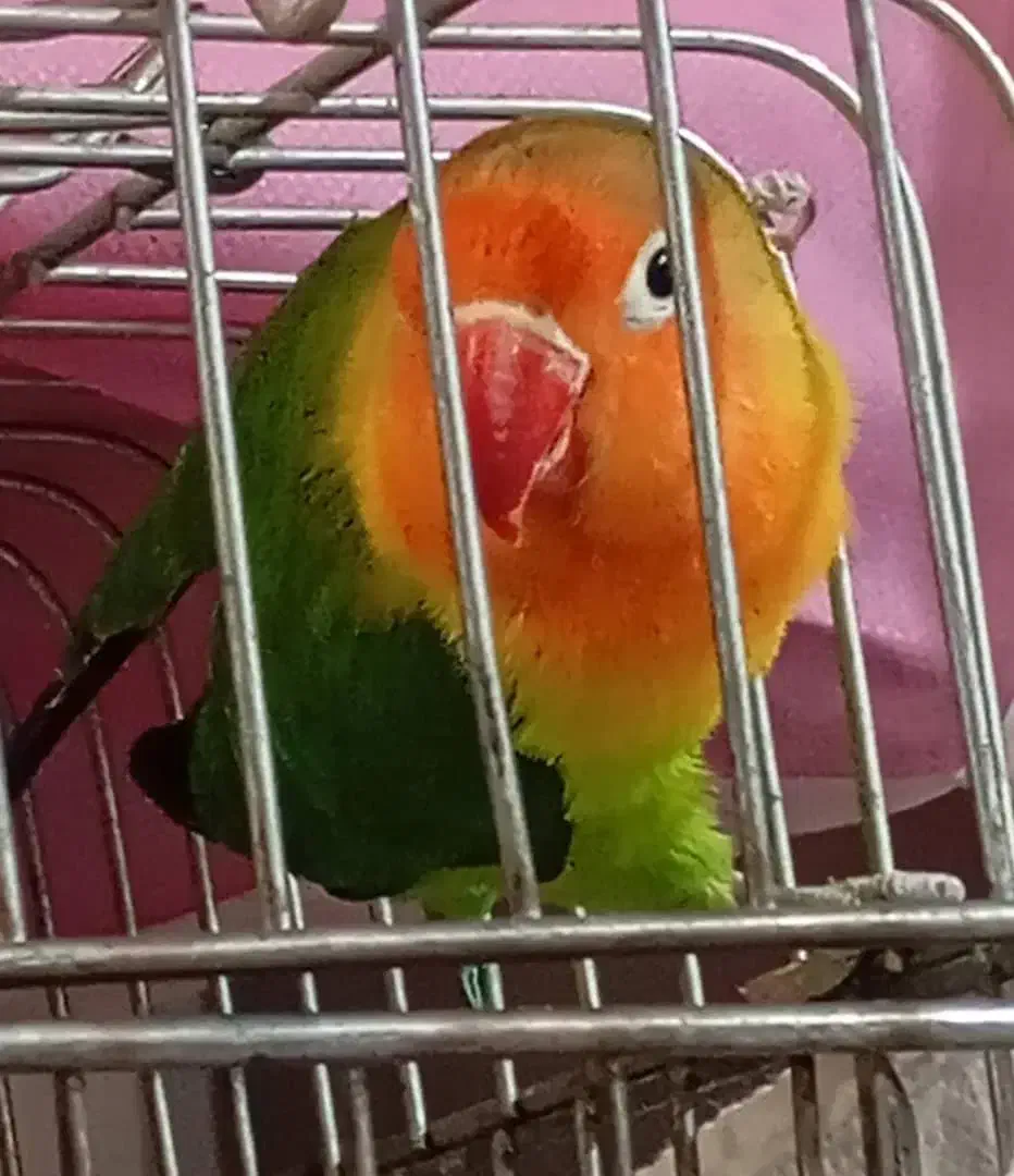 طوطی برزیلی نر|پرنده|رشت, نامجو|دیوار