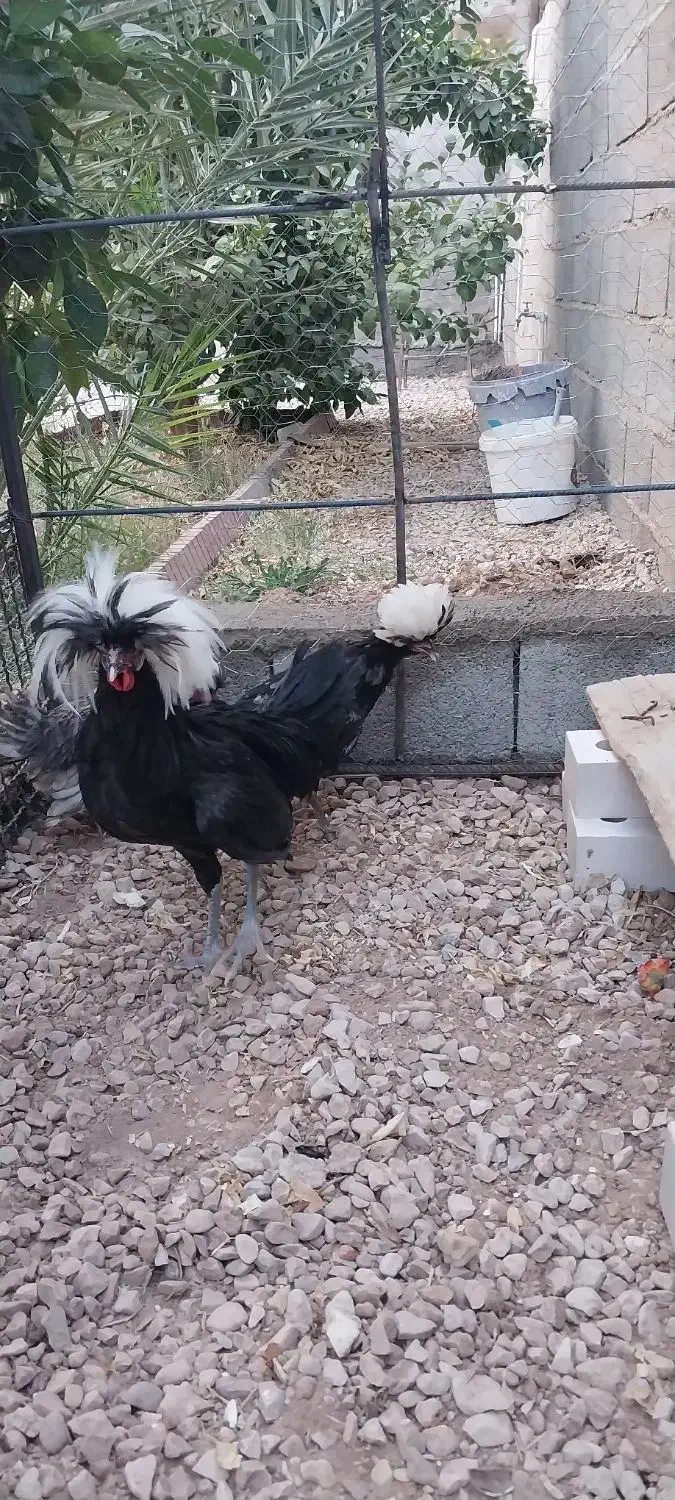 دو عدد خروس ویک عدد مرغ  نژاد سلطان|حیوانات مزرعه|طبس, |دیوار