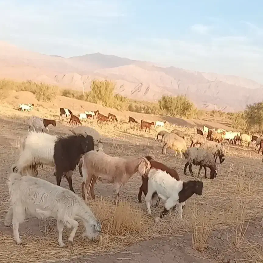 معاوضه|حیوانات مزرعه|ماهان, |دیوار