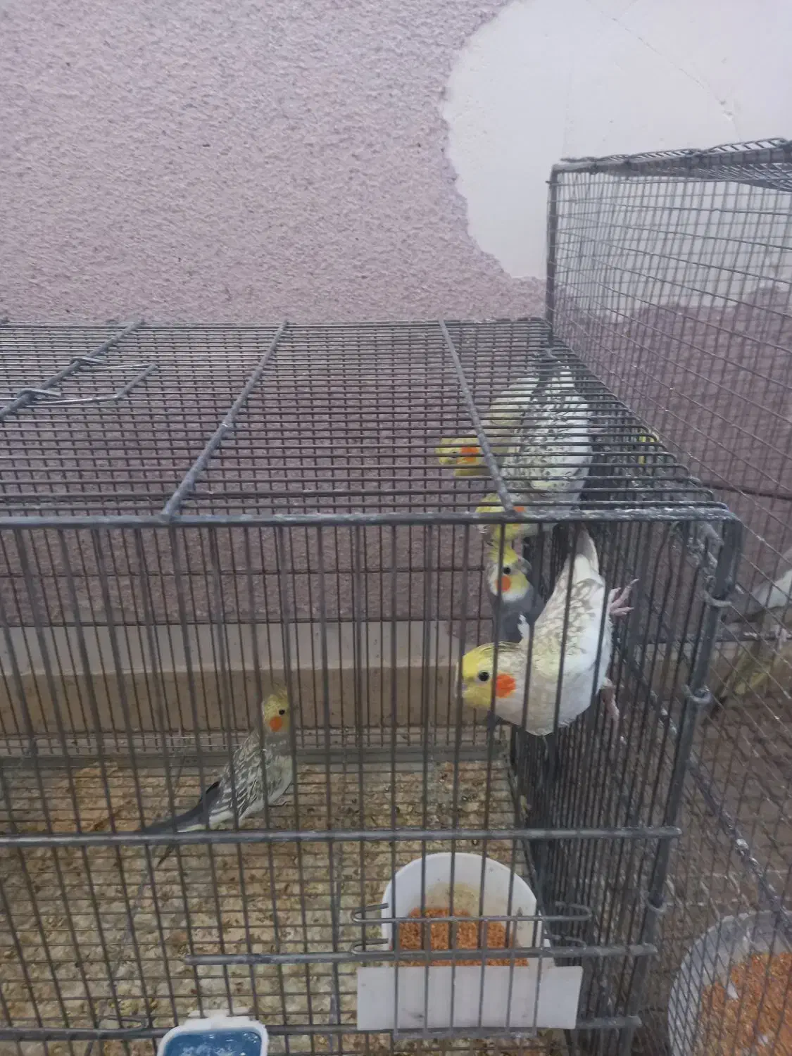 فروش عروس هلندی|پرنده|یزد, |دیوار