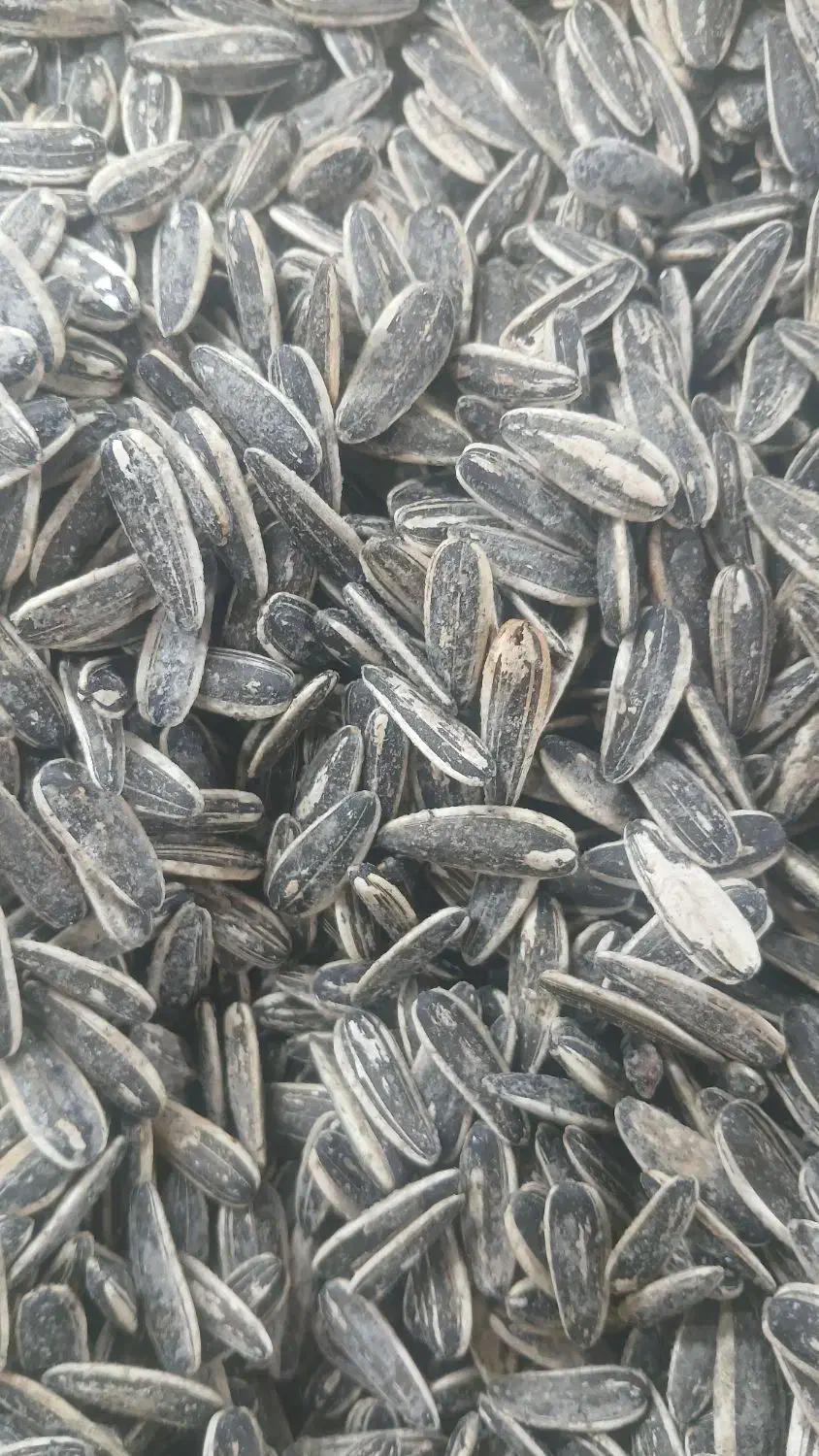 پخش تخمه خوی|خوردنی و آشامیدنی|کرج, کرج نو|دیوار