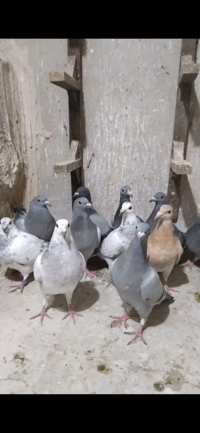 کبوتر جوجه پلاکی|پرنده|مشهد, طبرسی شمالی|دیوار