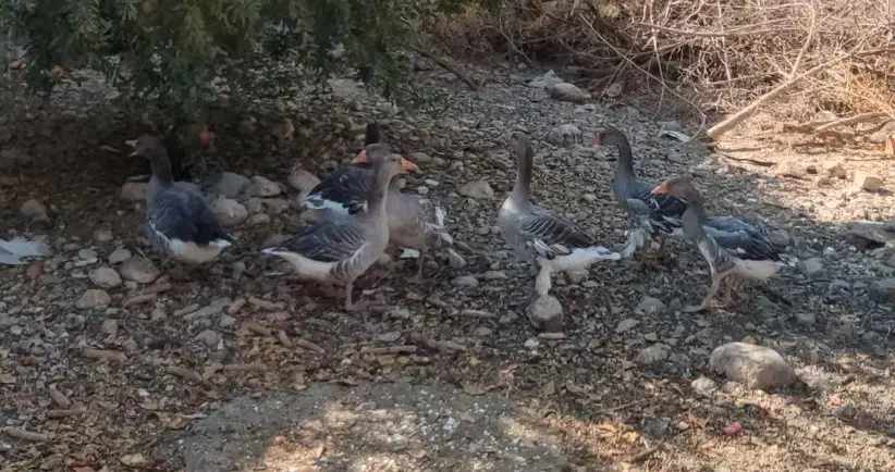 غاز محلی|حیوانات مزرعه|شیراز, بید زرد|دیوار