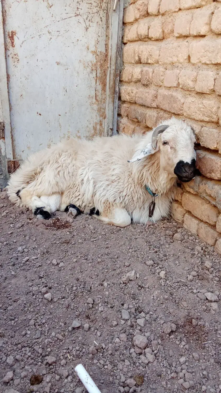 گوسفند نر بره|حیوانات مزرعه|قم, بقیع|دیوار