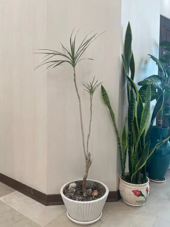 گیاه طبیعی دراسنا با گلدان و با جوانه ی تازه|گل و گیاه طبیعی|تهران, صادقیه|دیوار